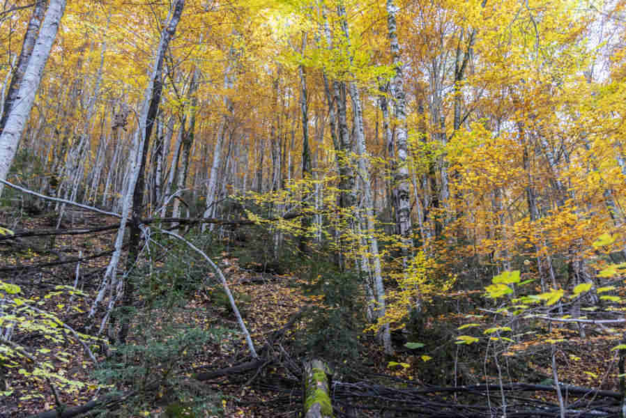 Huesca - valle de Vio 09 - bosque de la Pardina del Señor.jpg